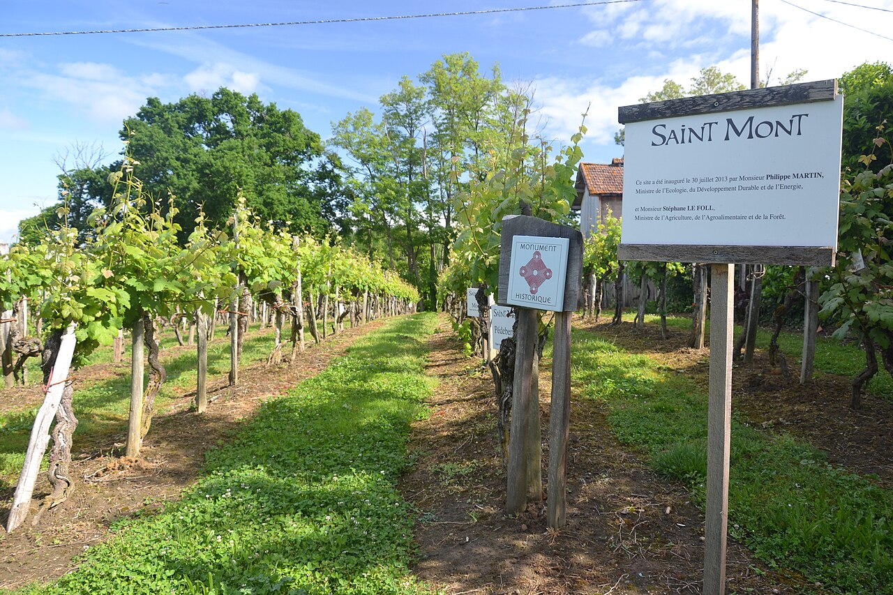 Vignoble de Saint-Mont : œnotourisme et gastronomie