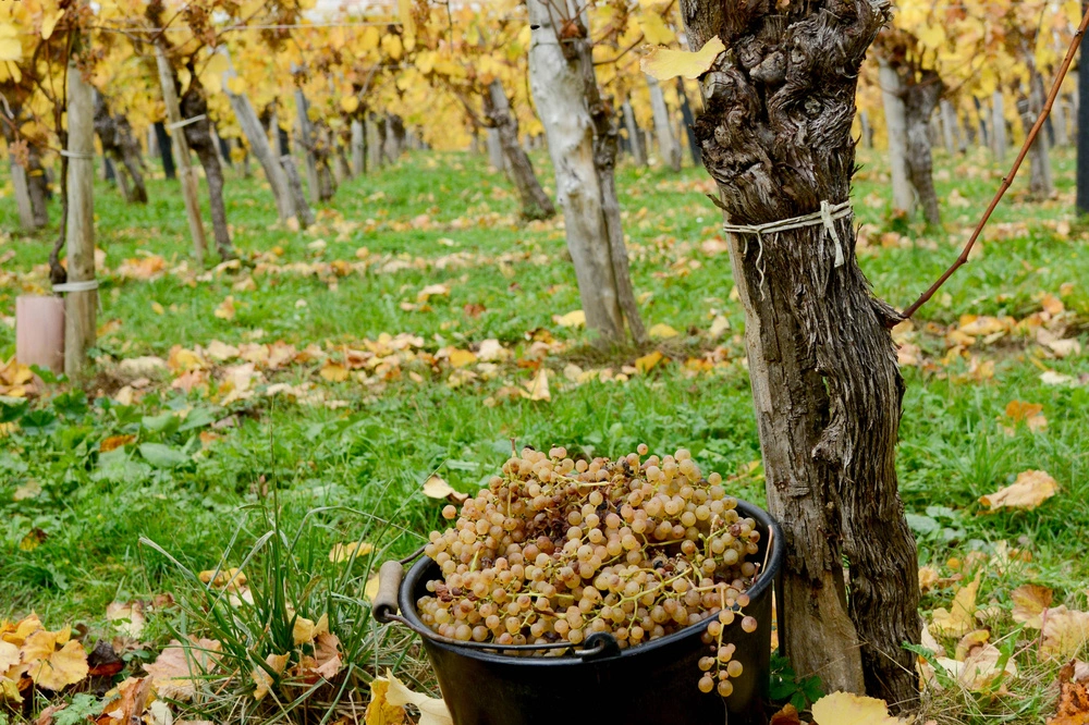 Pacherenc du Vic Bilh, une appellation du Sud-Ouest à découvrir